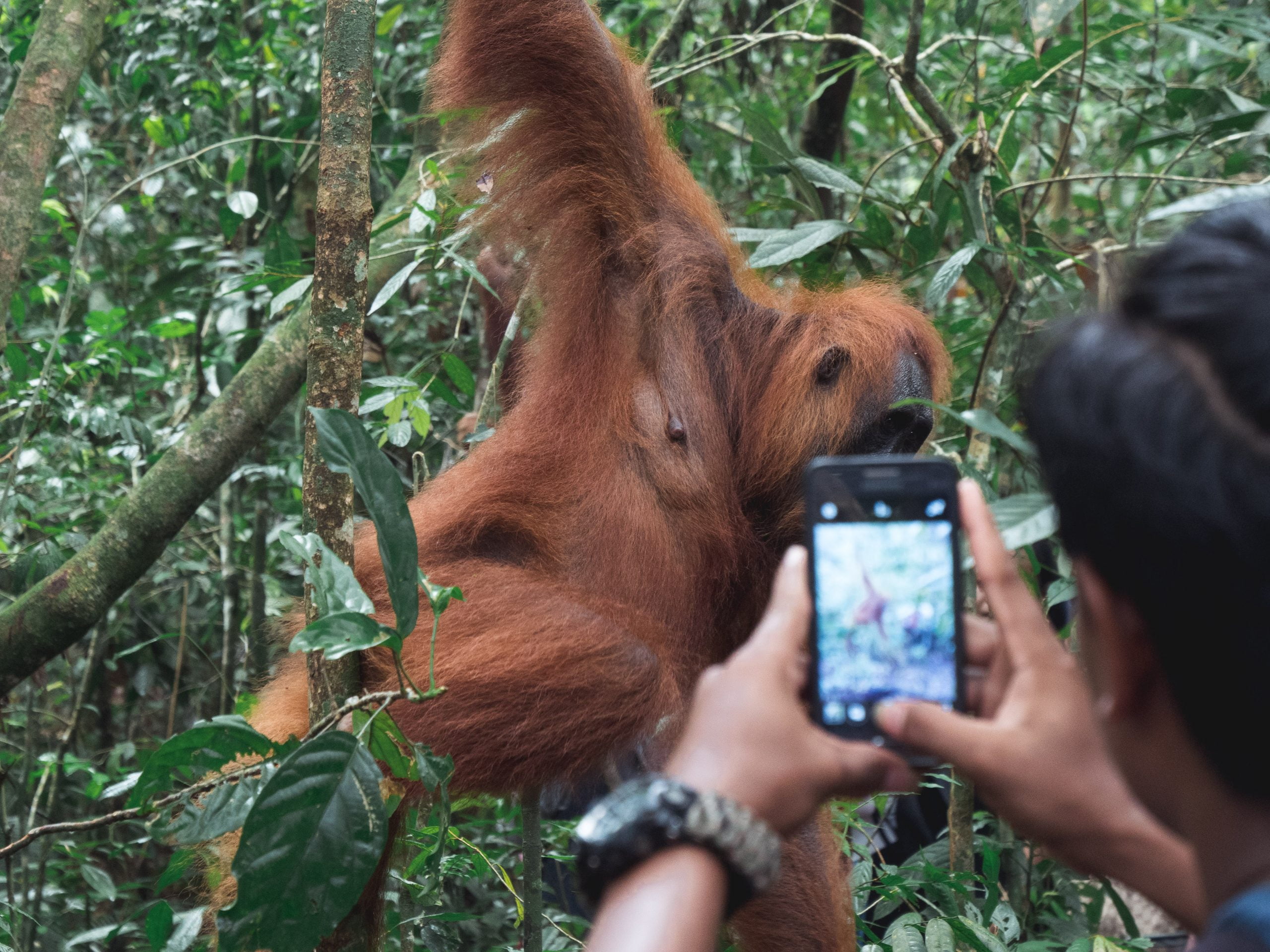 bukit lawang orang outan selfie scaled - Les globe blogueurs - blog voyage nature