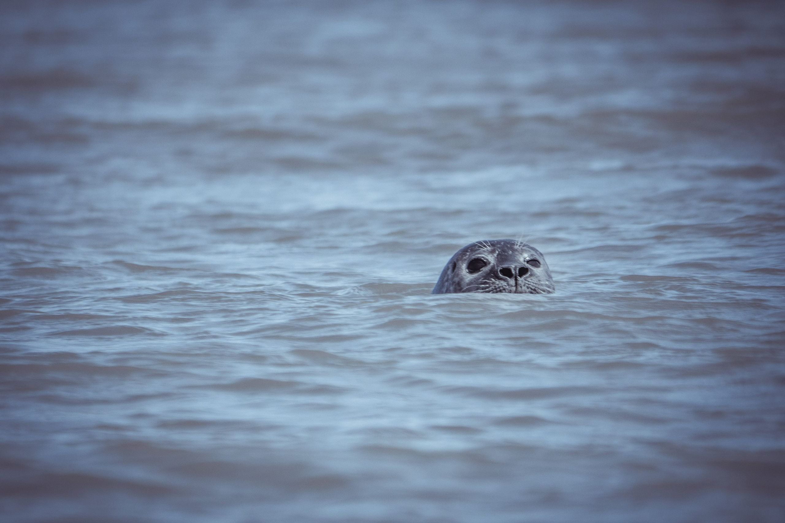 Sortie en Kayak dans la baie de Somme à la rencontre des phoques