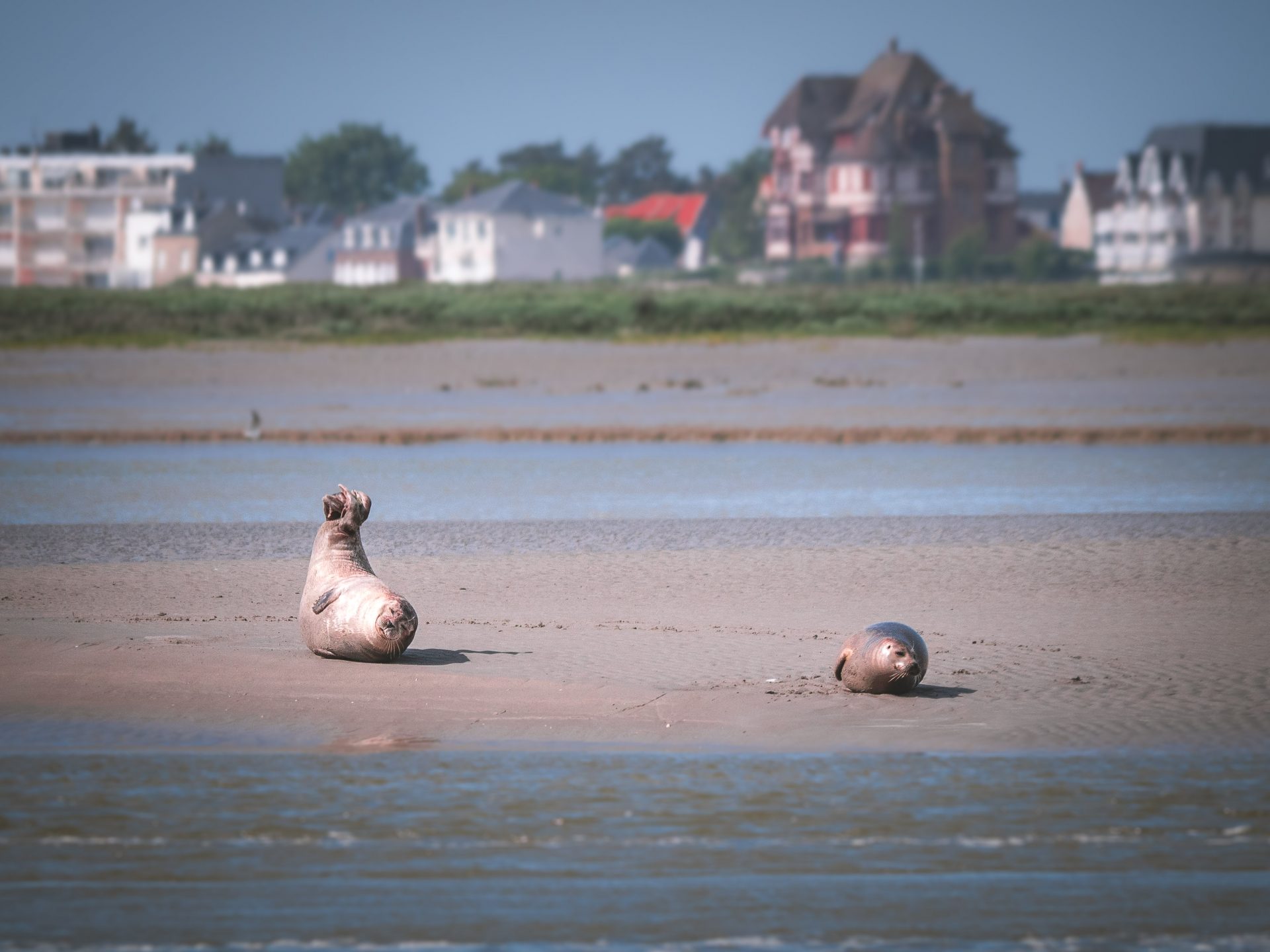 Observation des phoques de la baie de Somme depuis saint valery