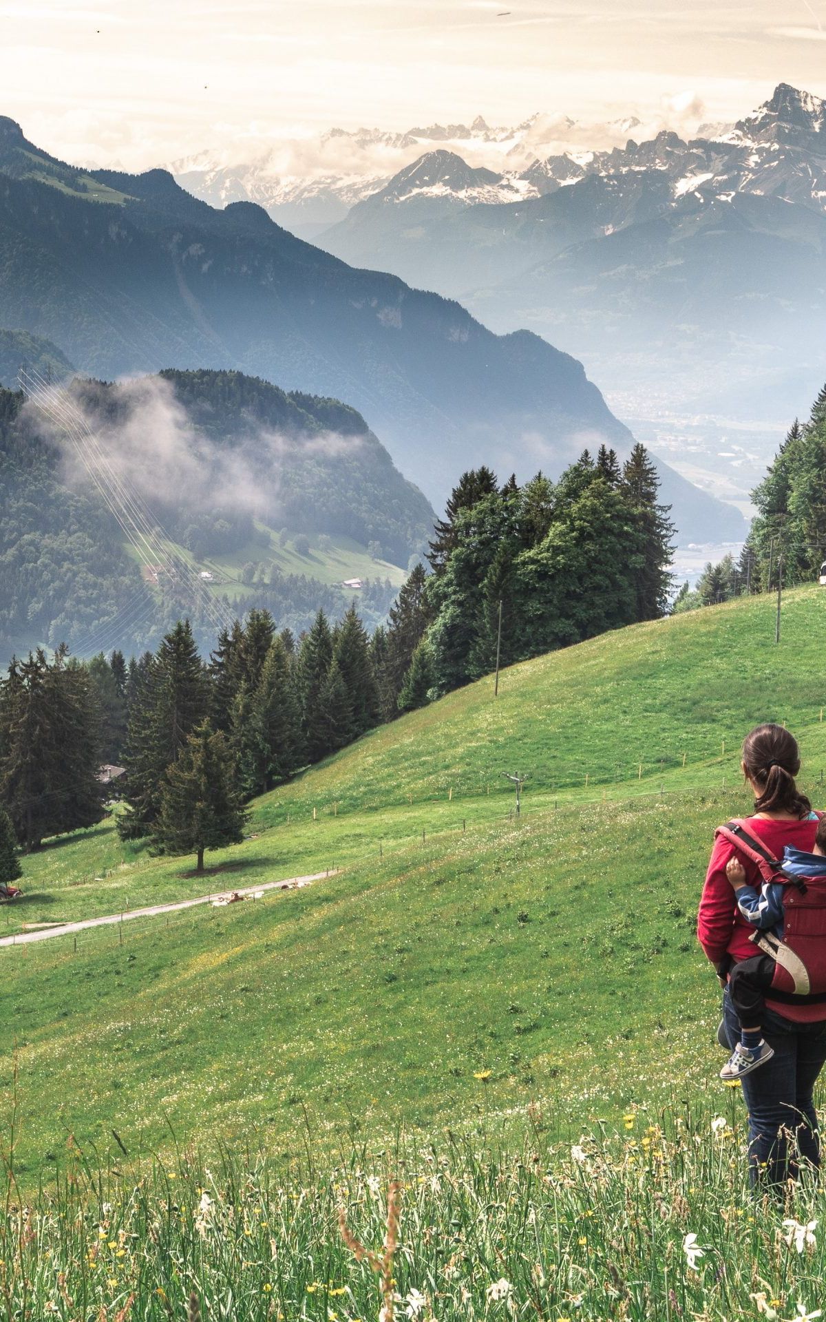 Prairies de narcisse aux pleiades