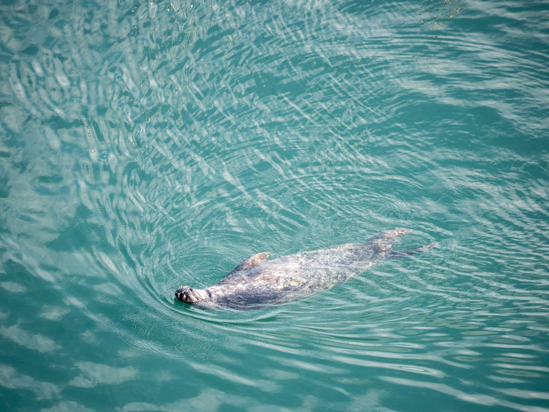 Grand manan phoques 1 scaled - Les globe blogueurs - blog voyage nature