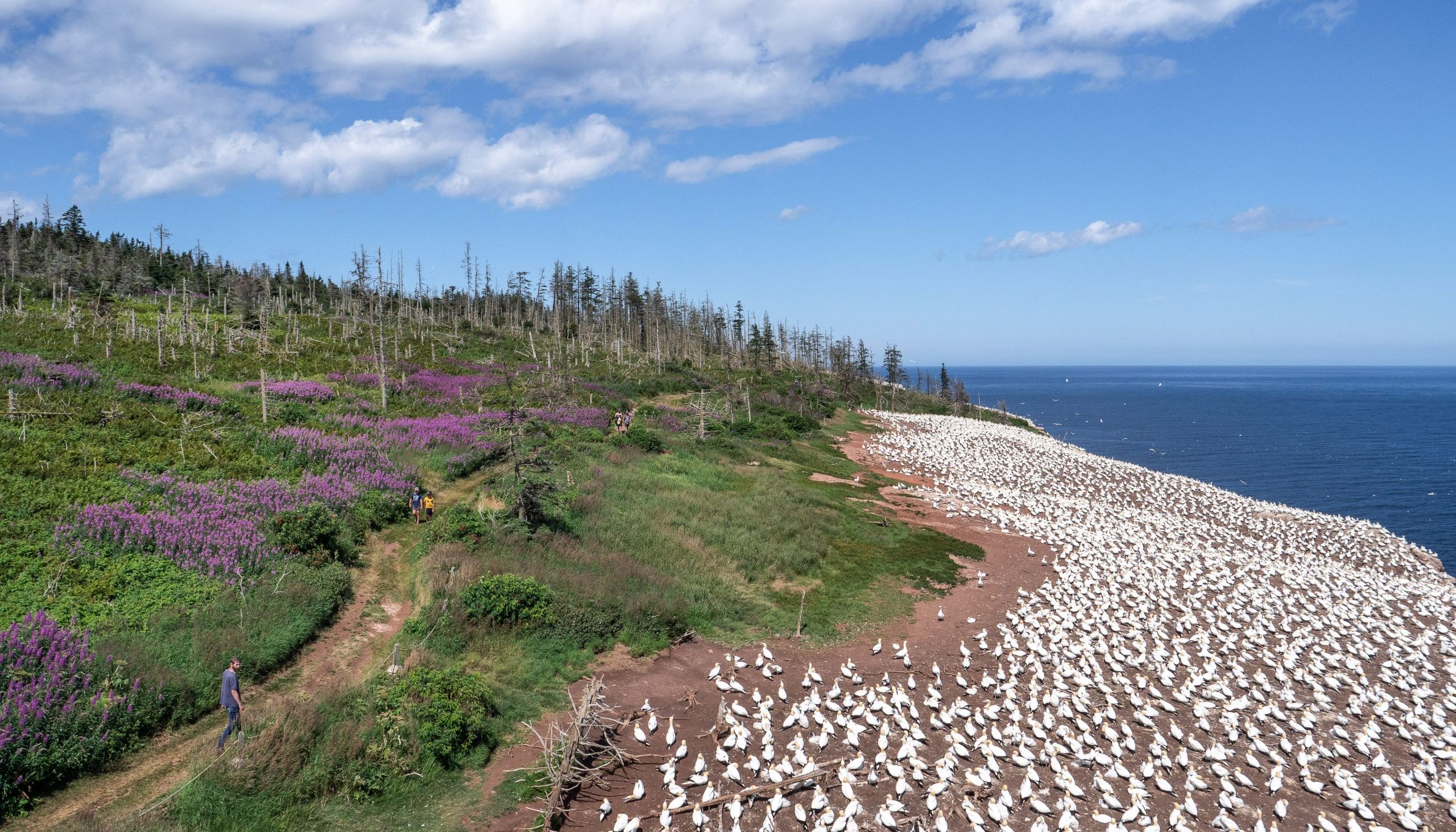 île bonaventure oiseaux