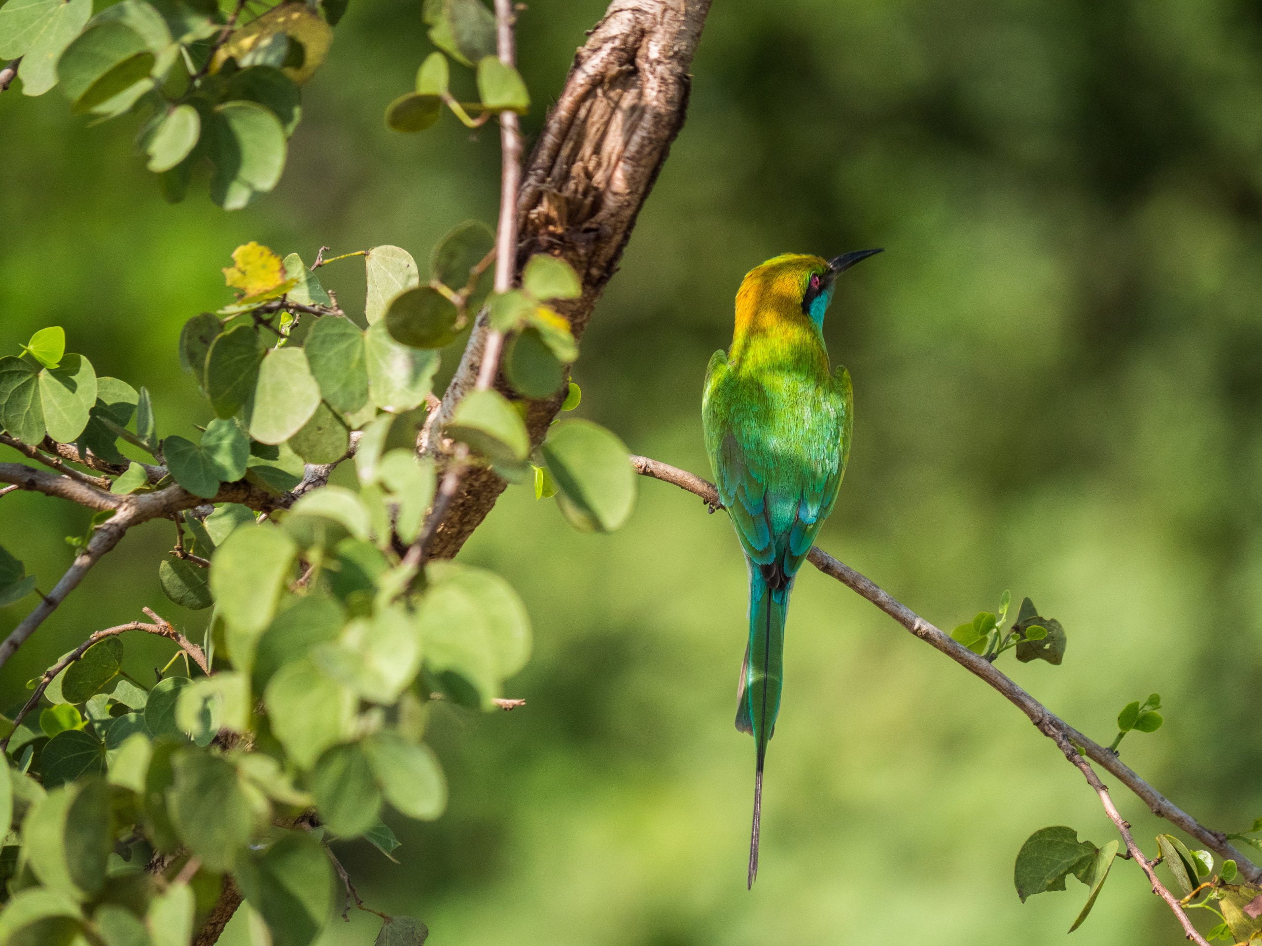 oiseaux rivière walawe 7 scaled - Les globe blogueurs - blog voyage nature