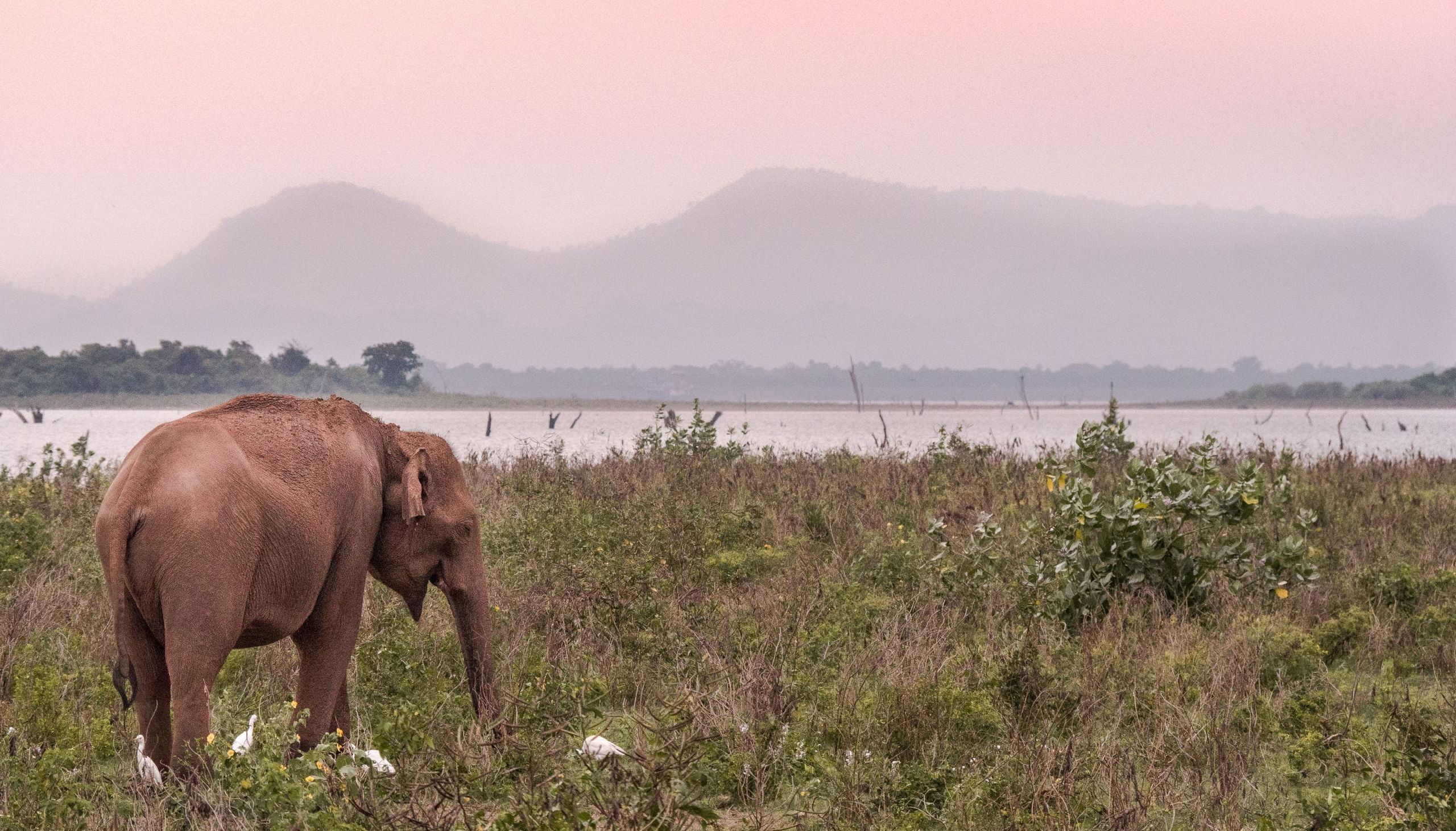 Éléphants Udawalawe