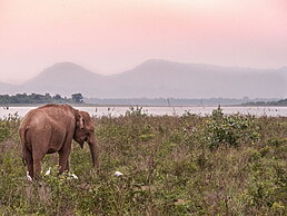 Éléphants Udawalawe