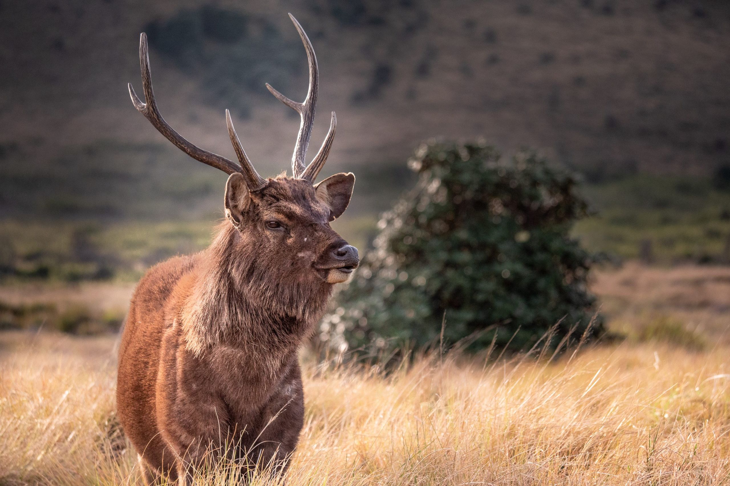 Sambar au parc national de Horton plains