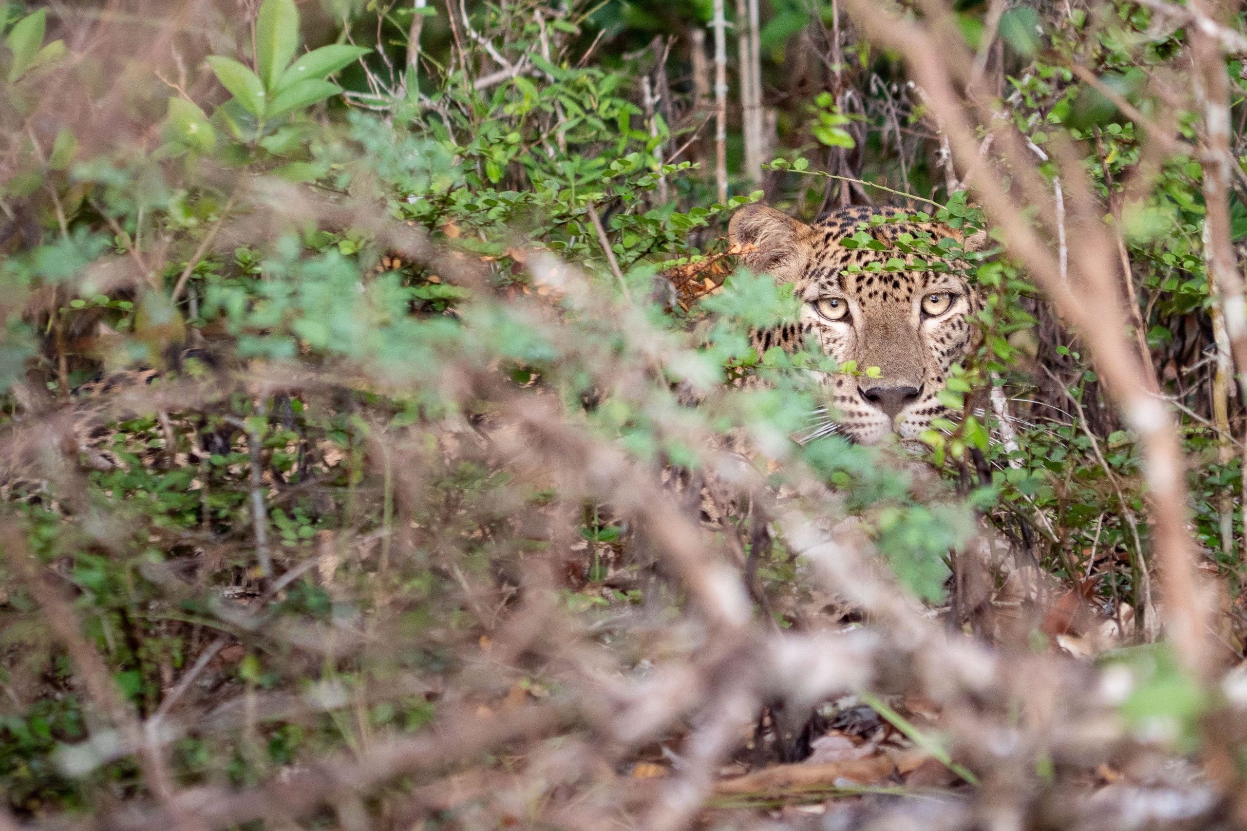 Léopard Sri Lanka parc national de WIlpattu
