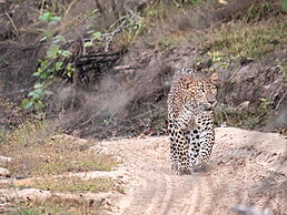 Léopard safari parc national de Wilpattu au Sri Lanka