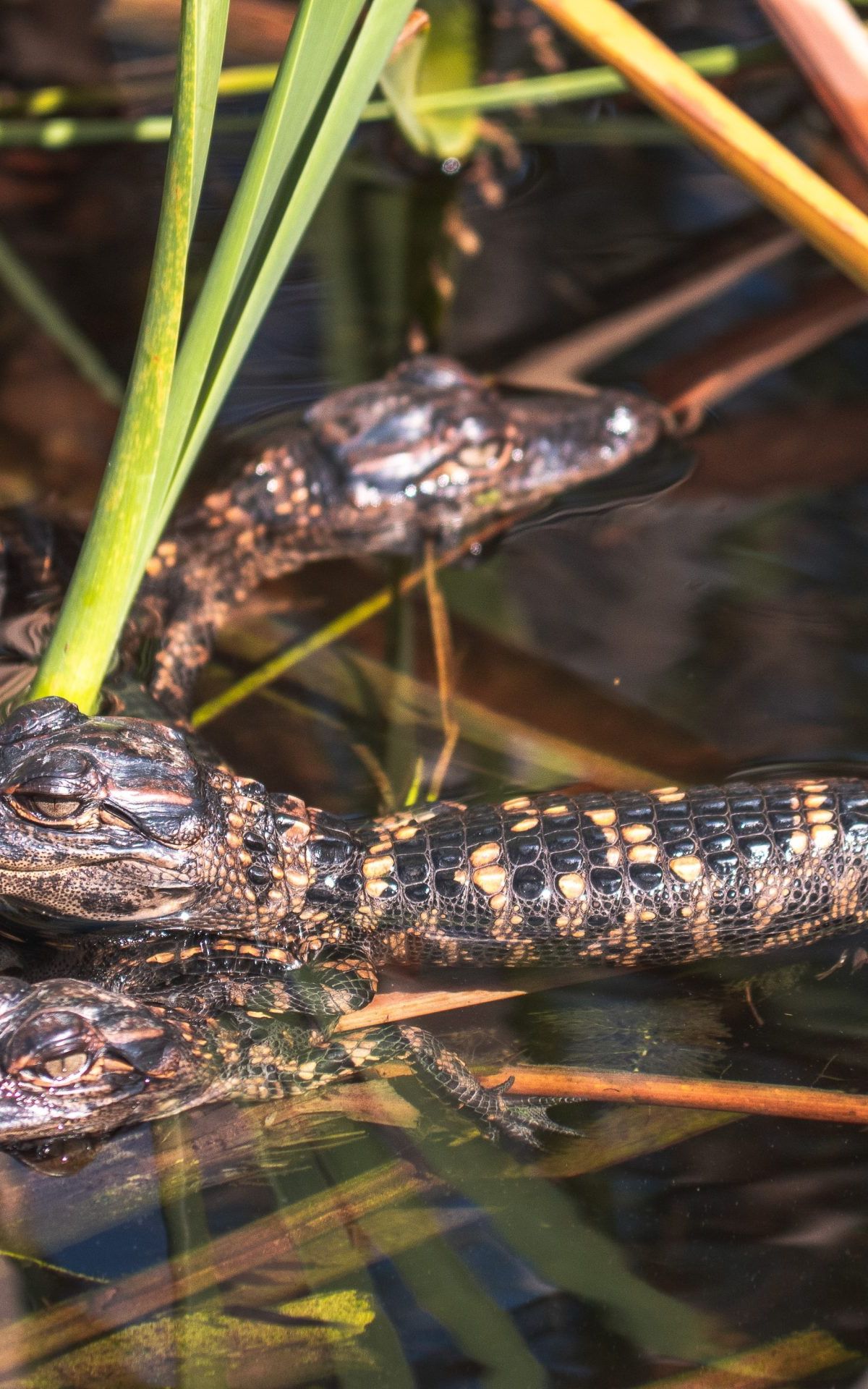 alligators floride everglades