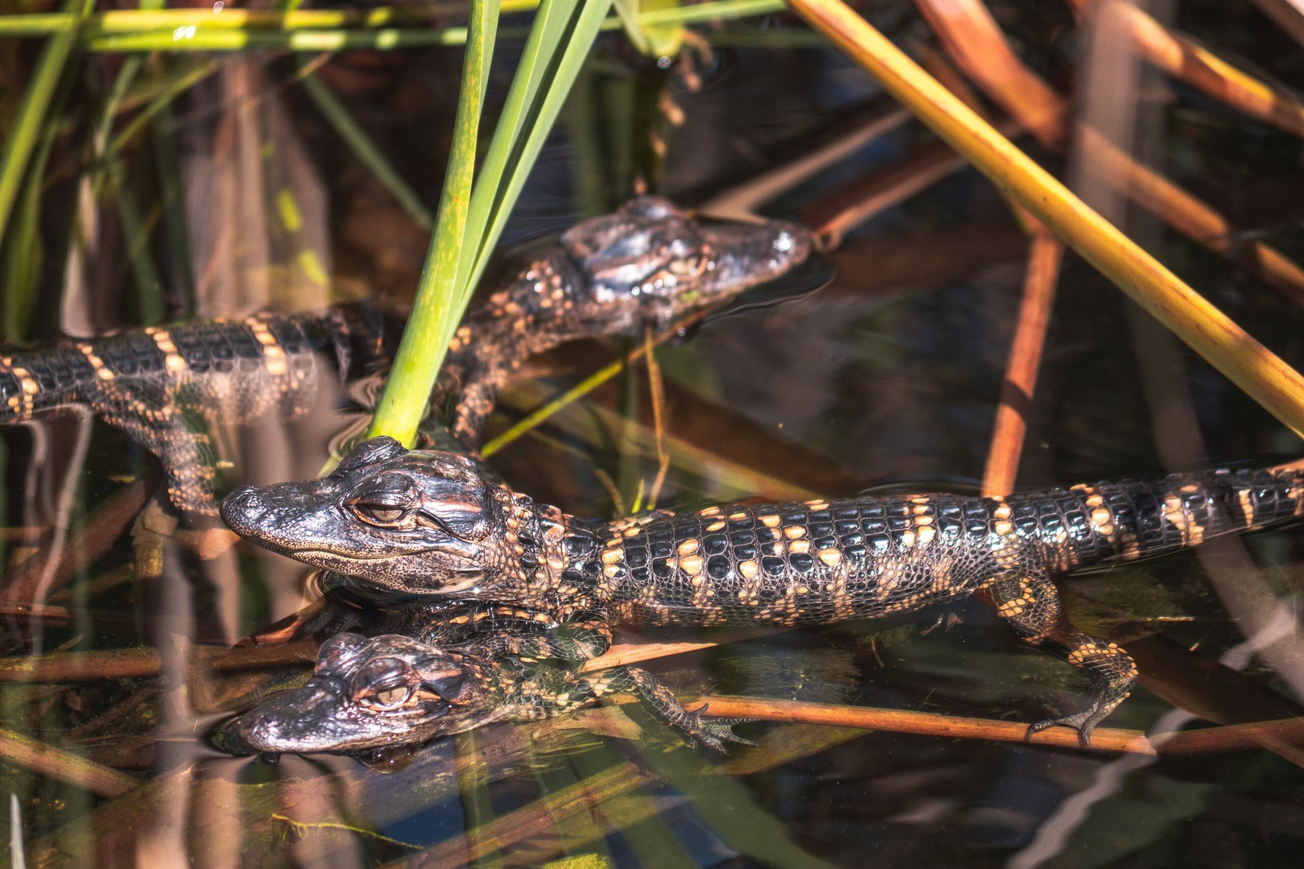 alligators floride everglades