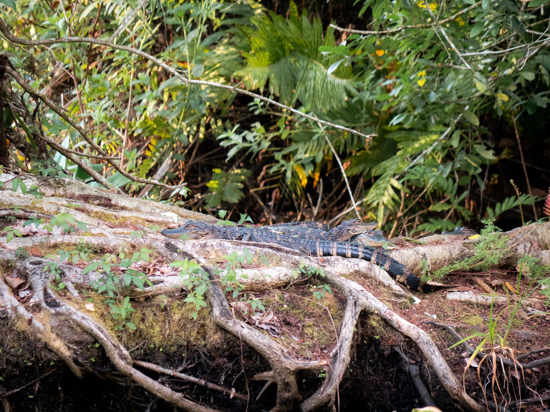 alligator corkscrew swamp sanctuary
