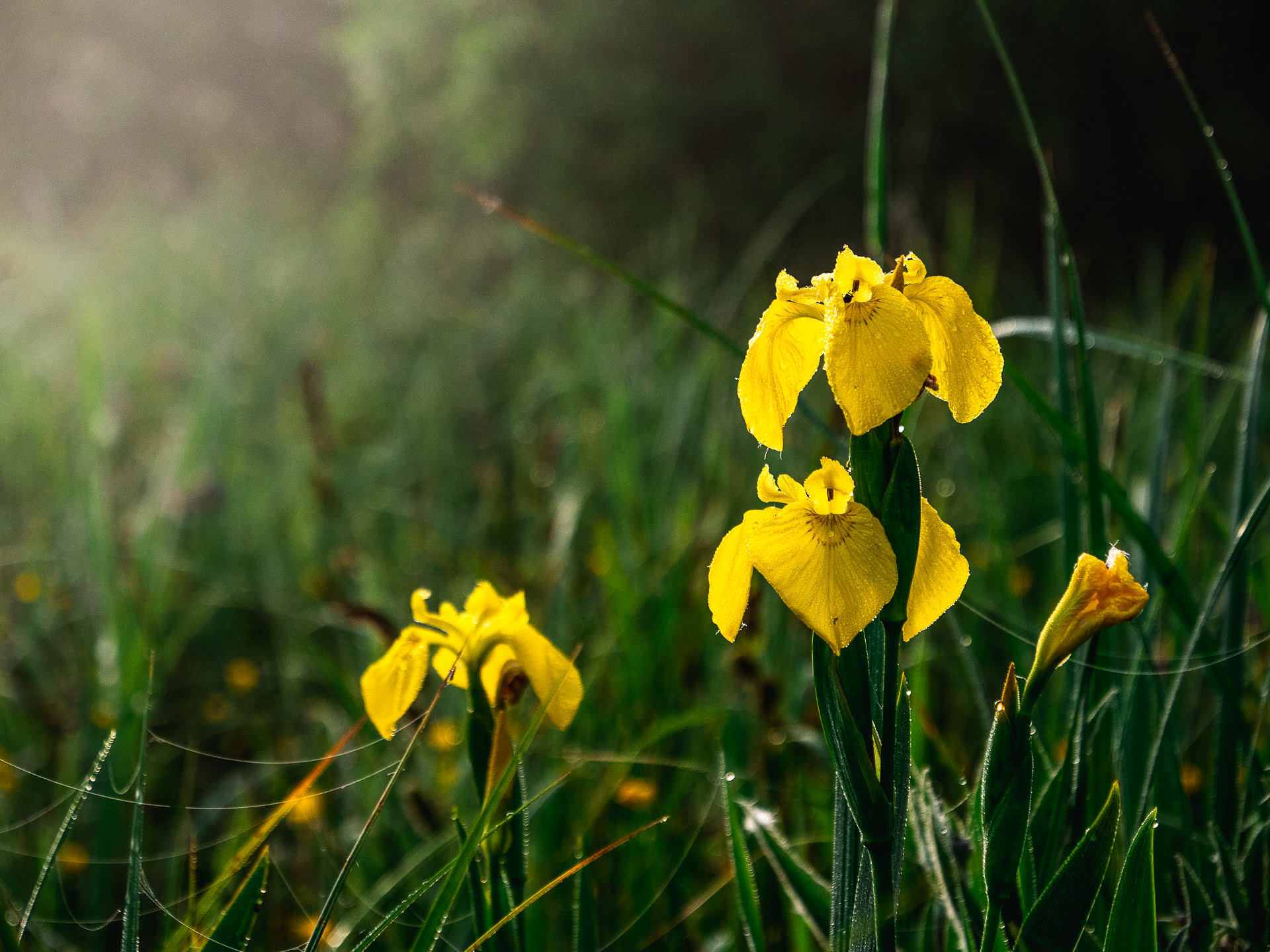 A la découverte de vallée de la Somme côté nature