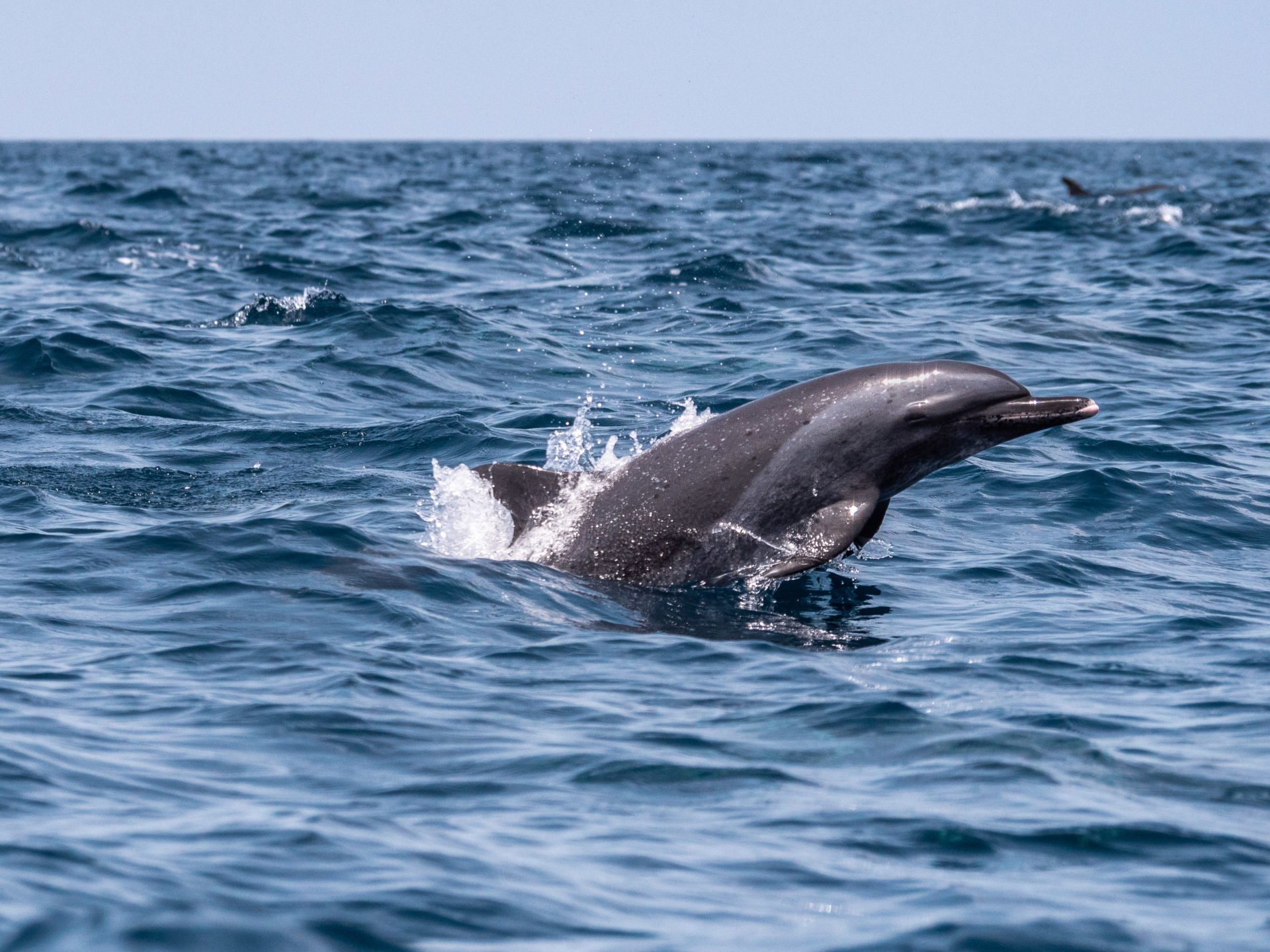 Excursion dauphins à Tenerife