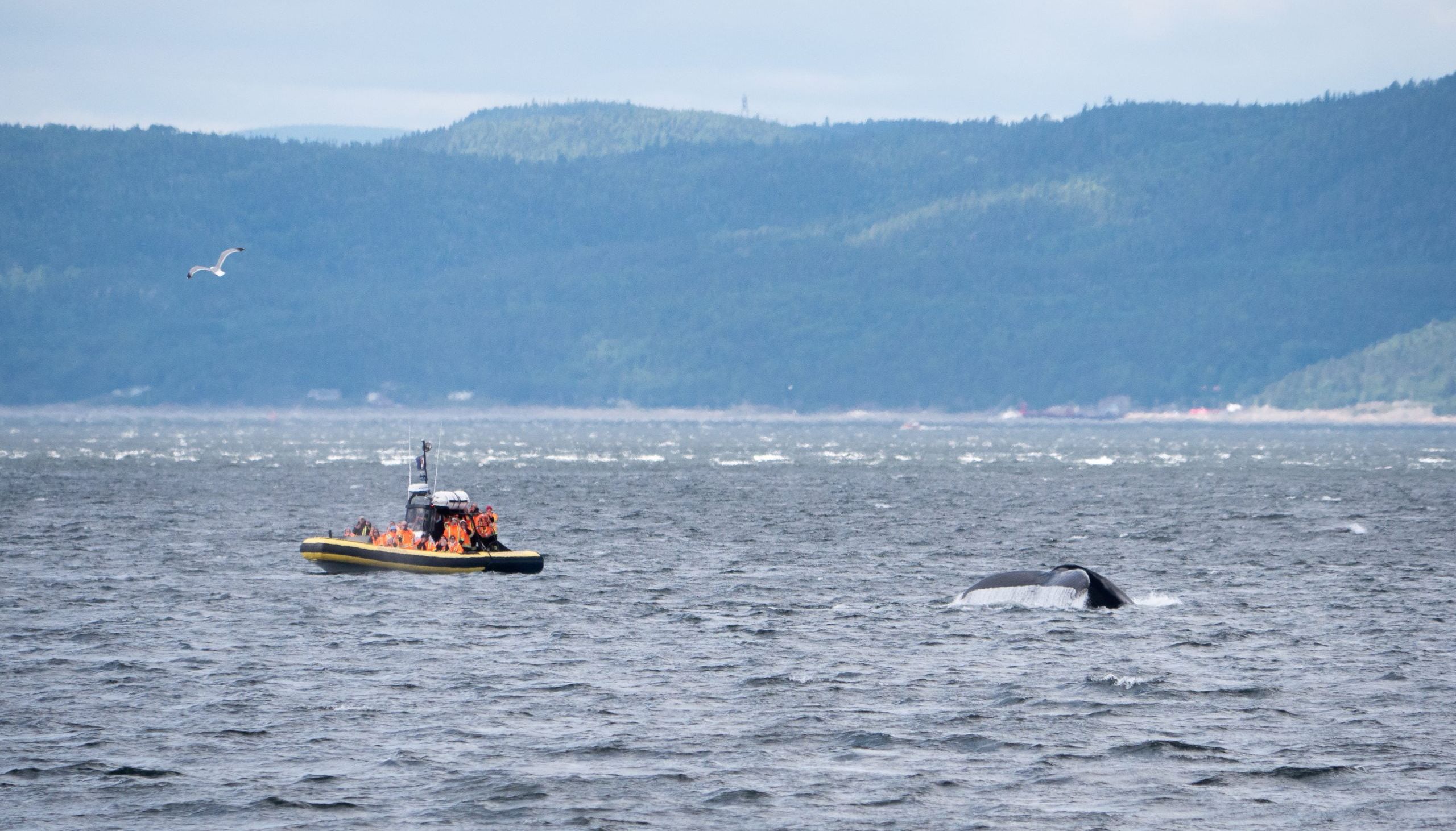 Observer les baleines en zodiac