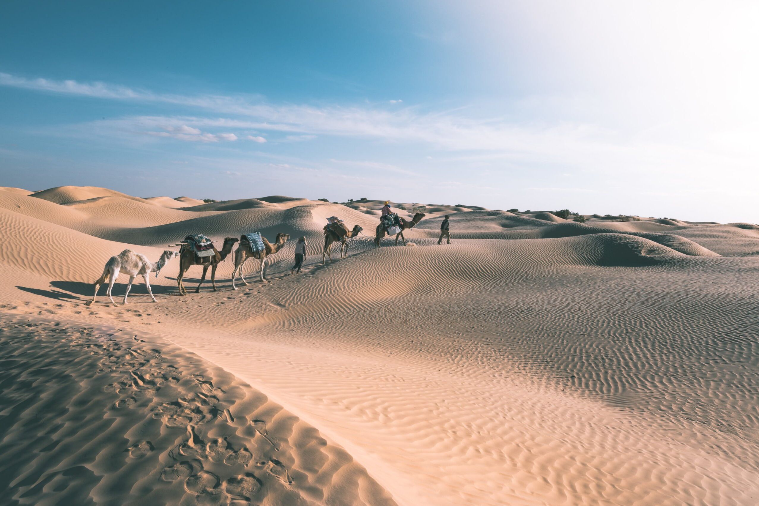 désert tunisie dromadaire