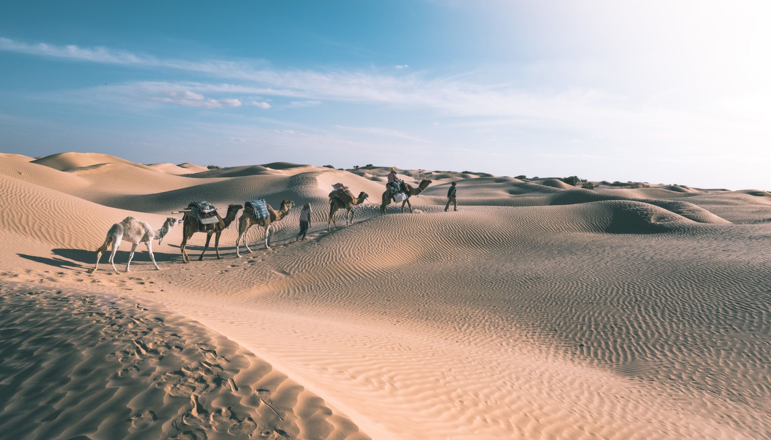 désert tunisie dromadaire