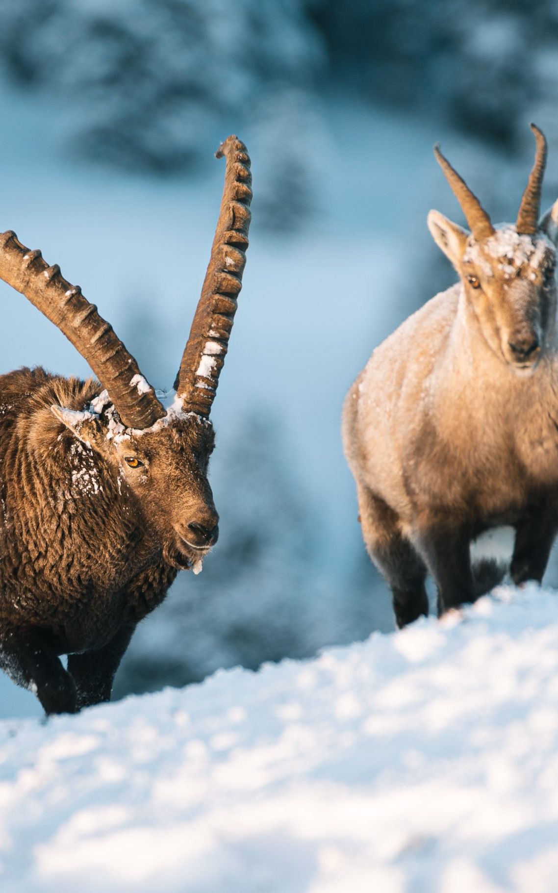 observation bouquetins vercors