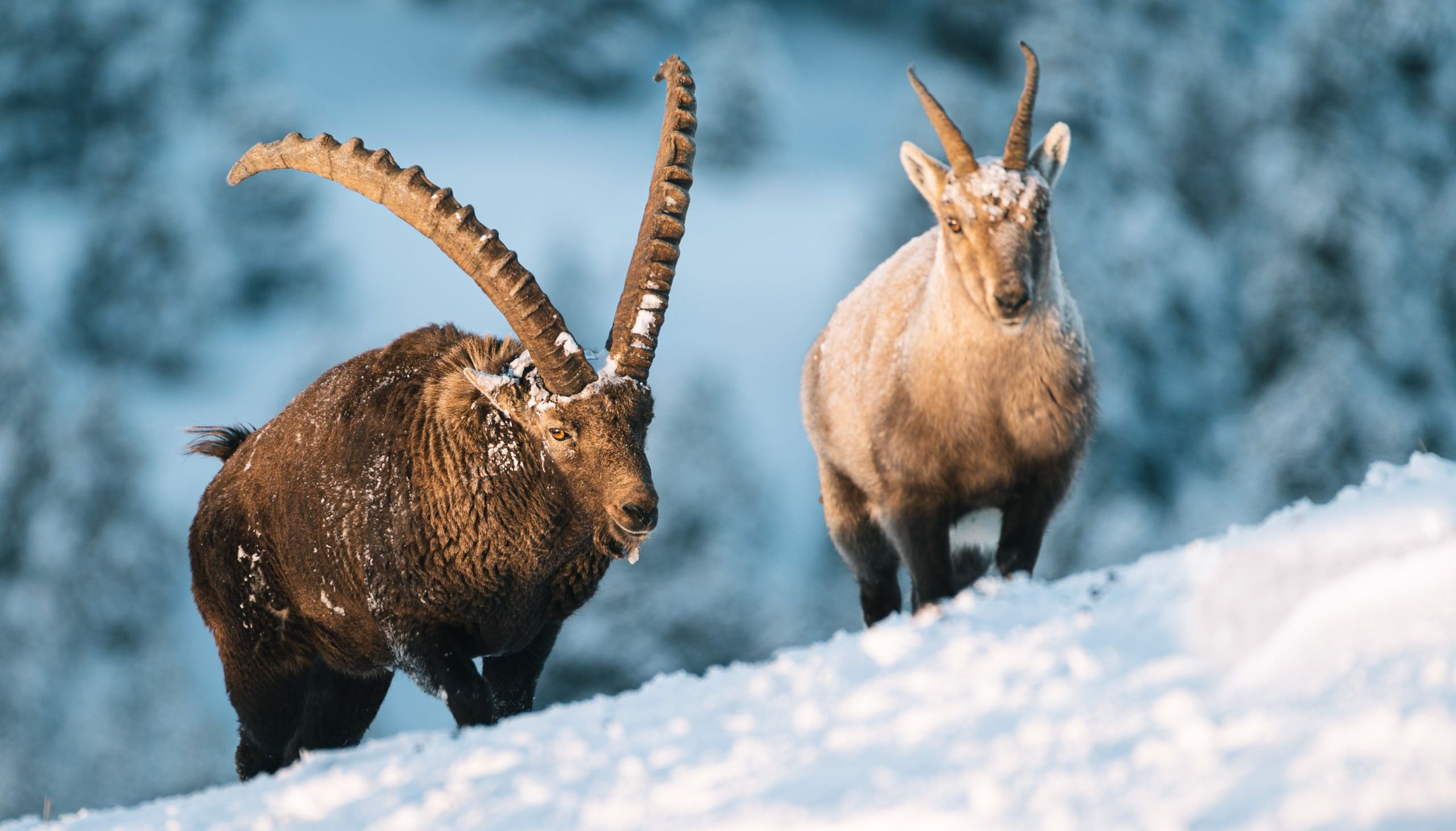 observation bouquetins vercors