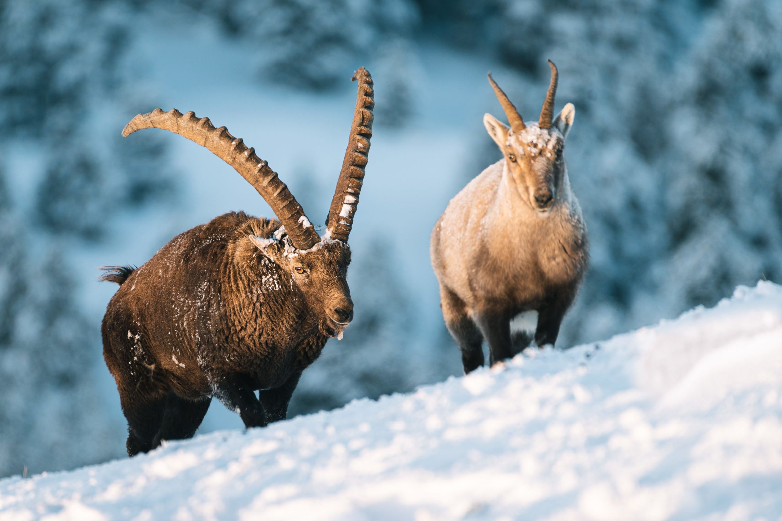 observation bouquetins vercors