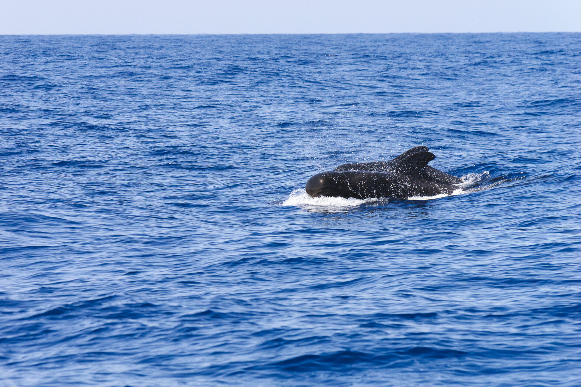 Excursion baleines à Tenerife Los Gigantes
