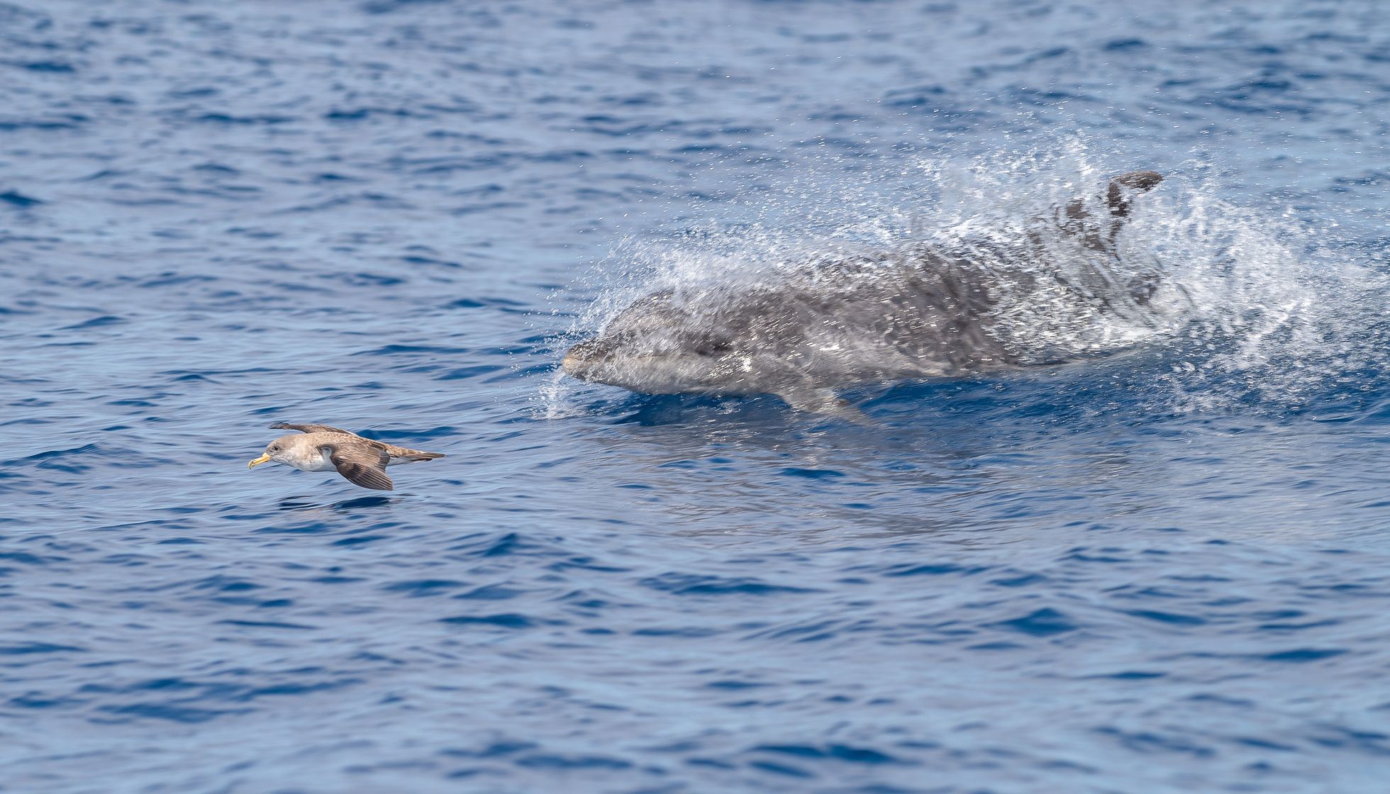 excursion dauphin baleine canaries