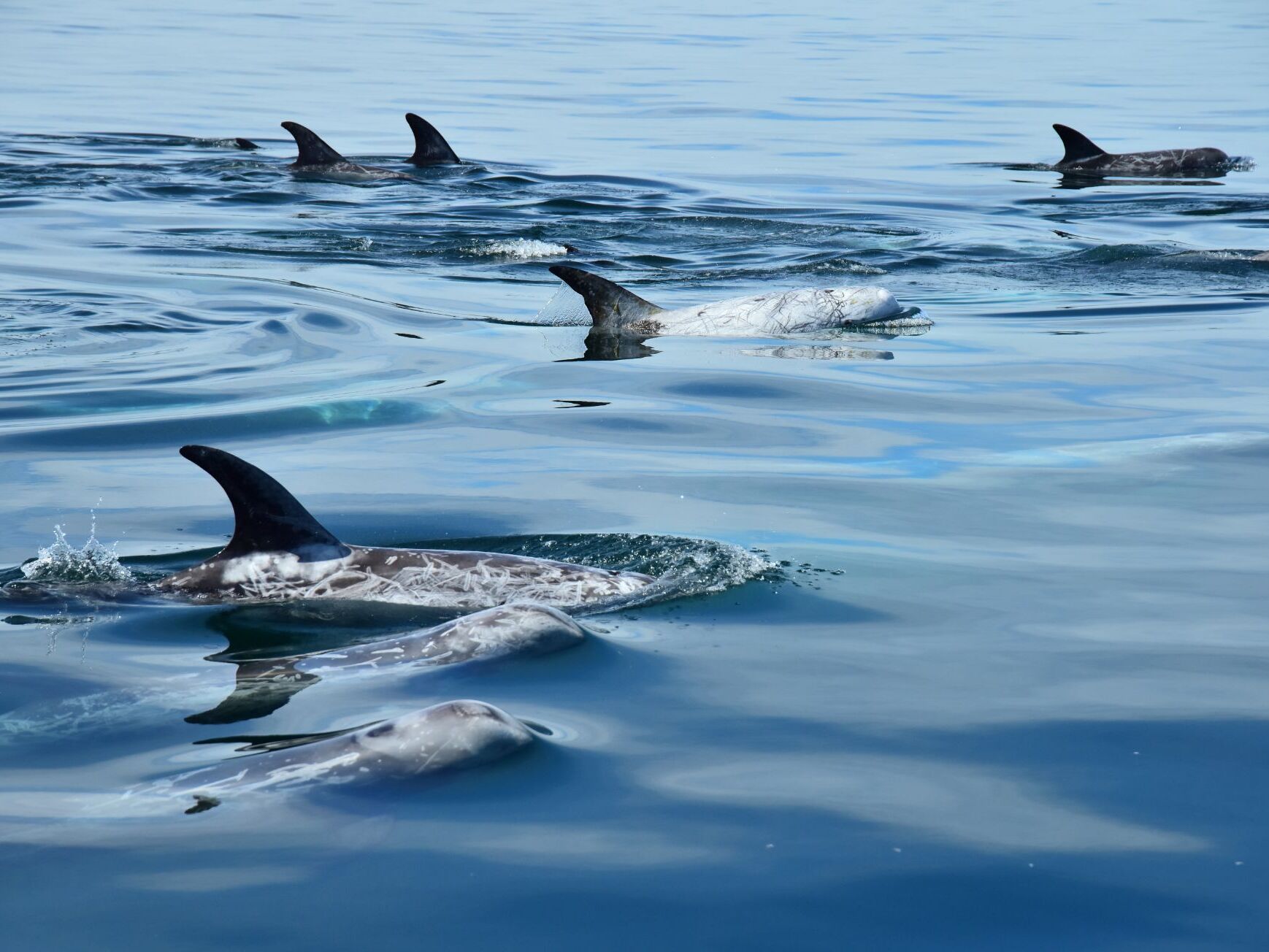 Observation dauphins et baleines à Majorque