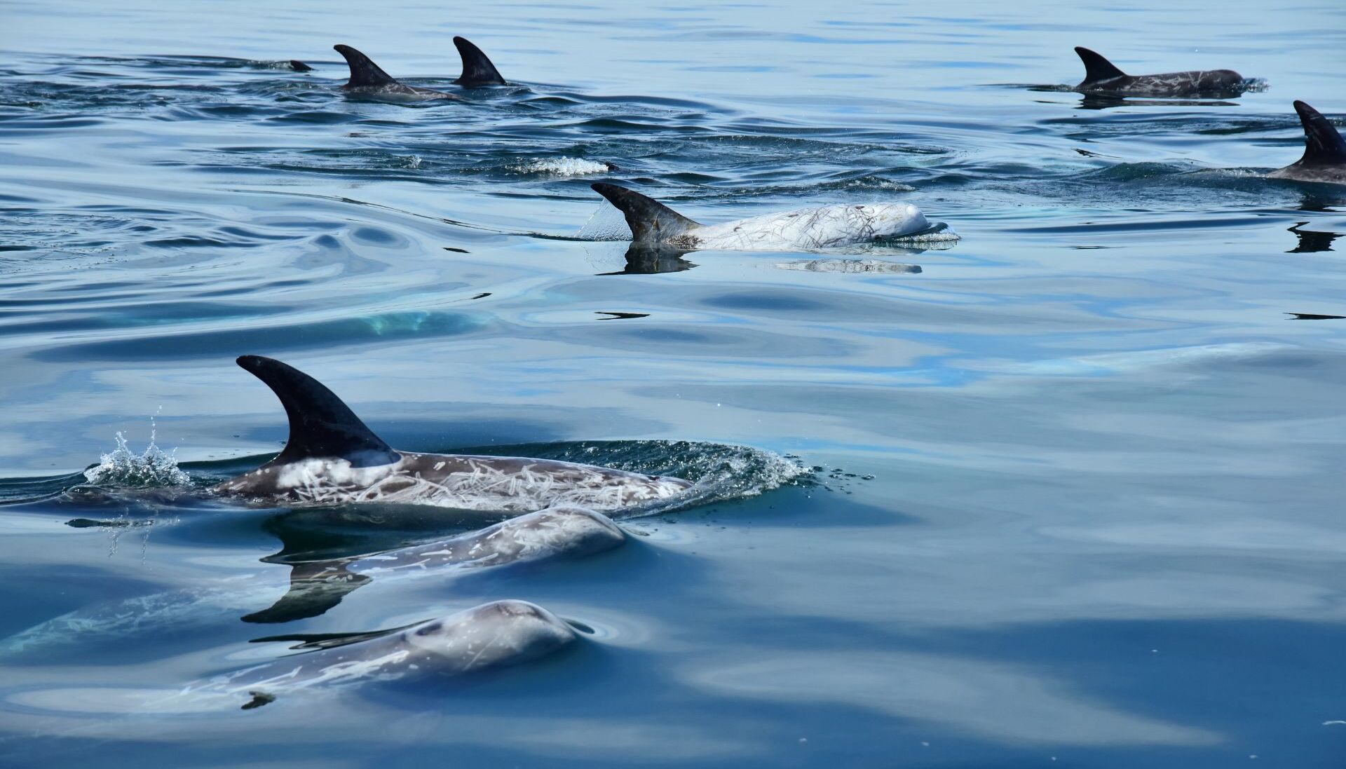 Observation dauphins et baleines à Majorque