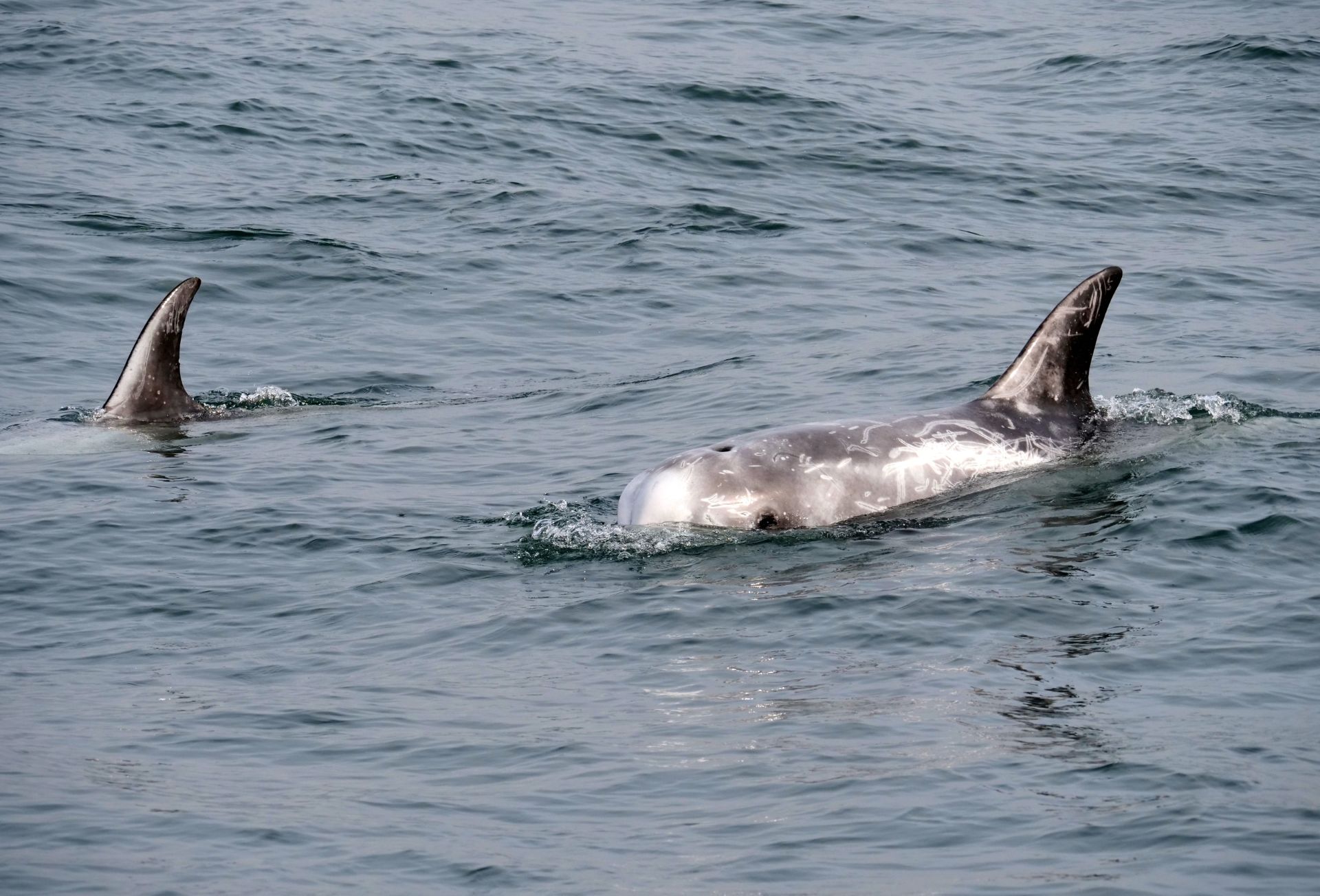 sortie dauphins tenerife