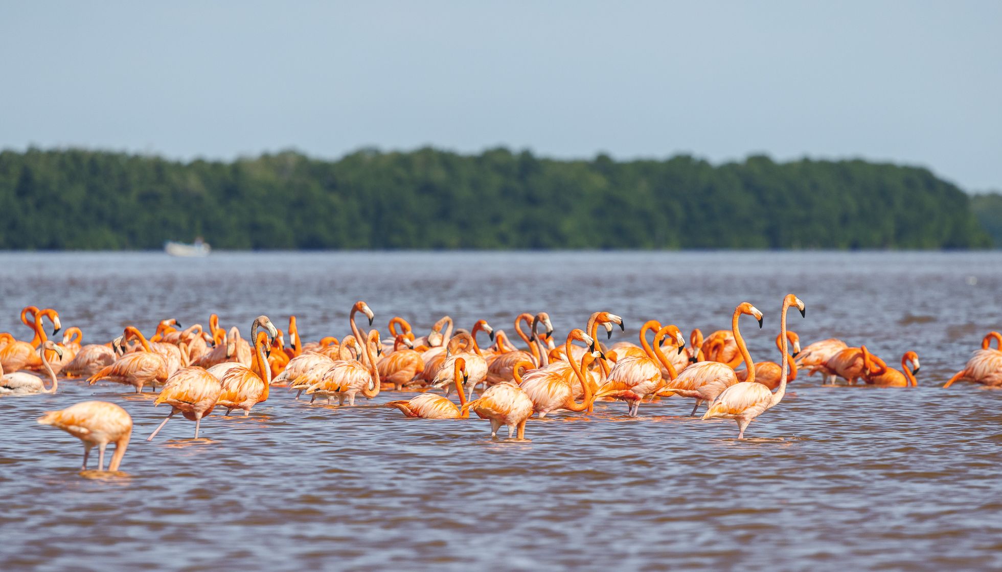 Comment voir les flamands roses à Celestun ?