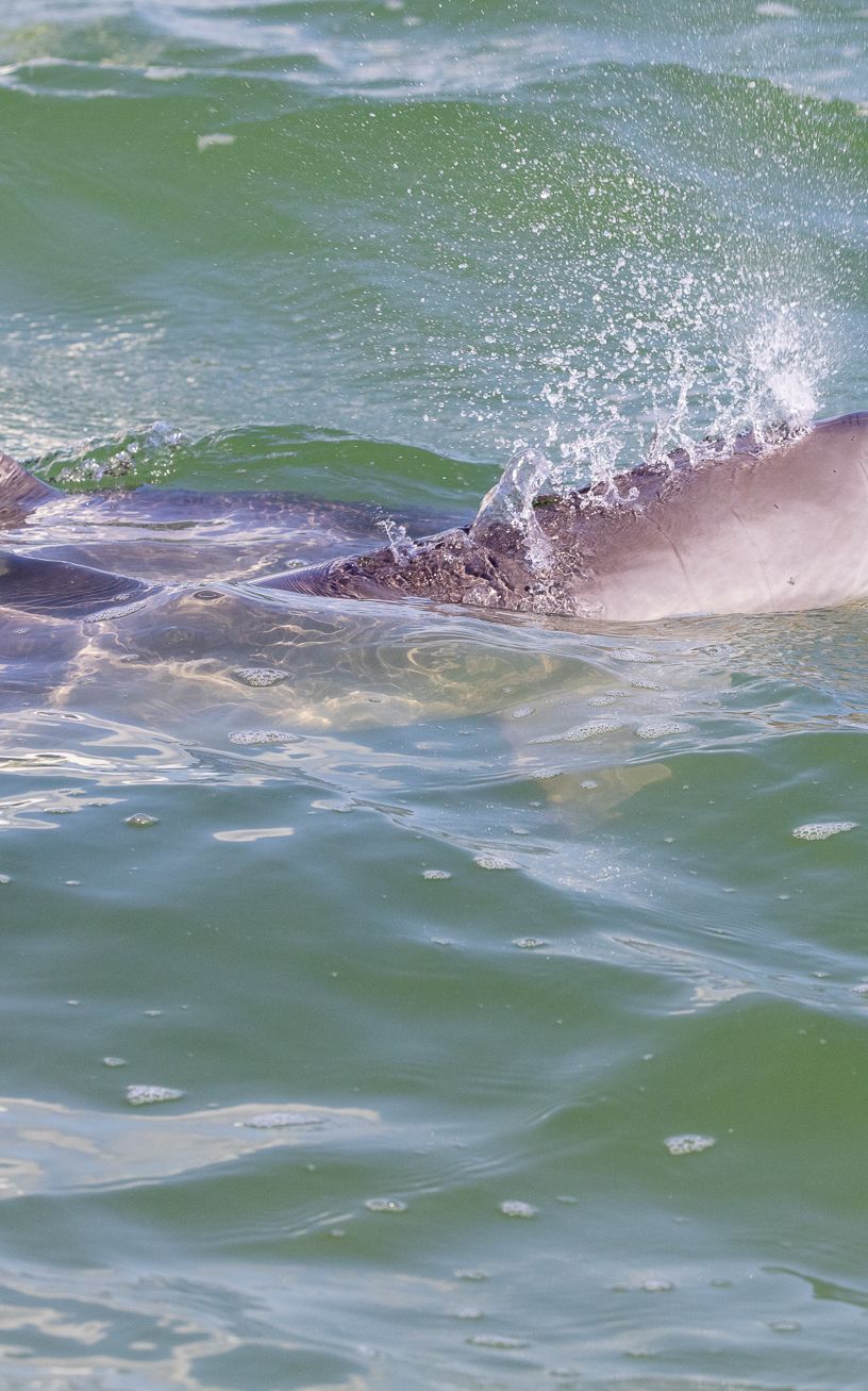voir des dauphins à Sian Ka'an Tulum