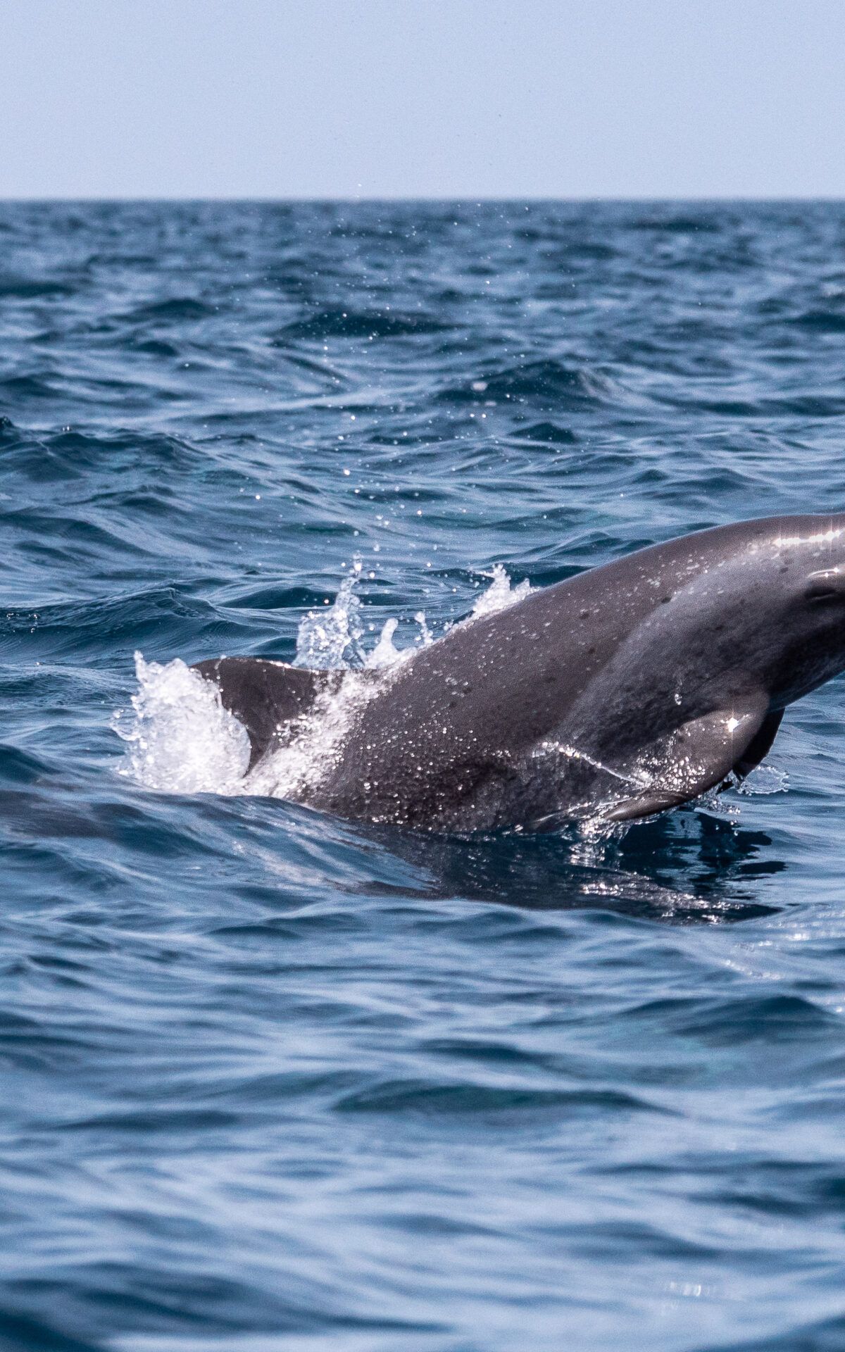 excursion baleine dauphin dominique