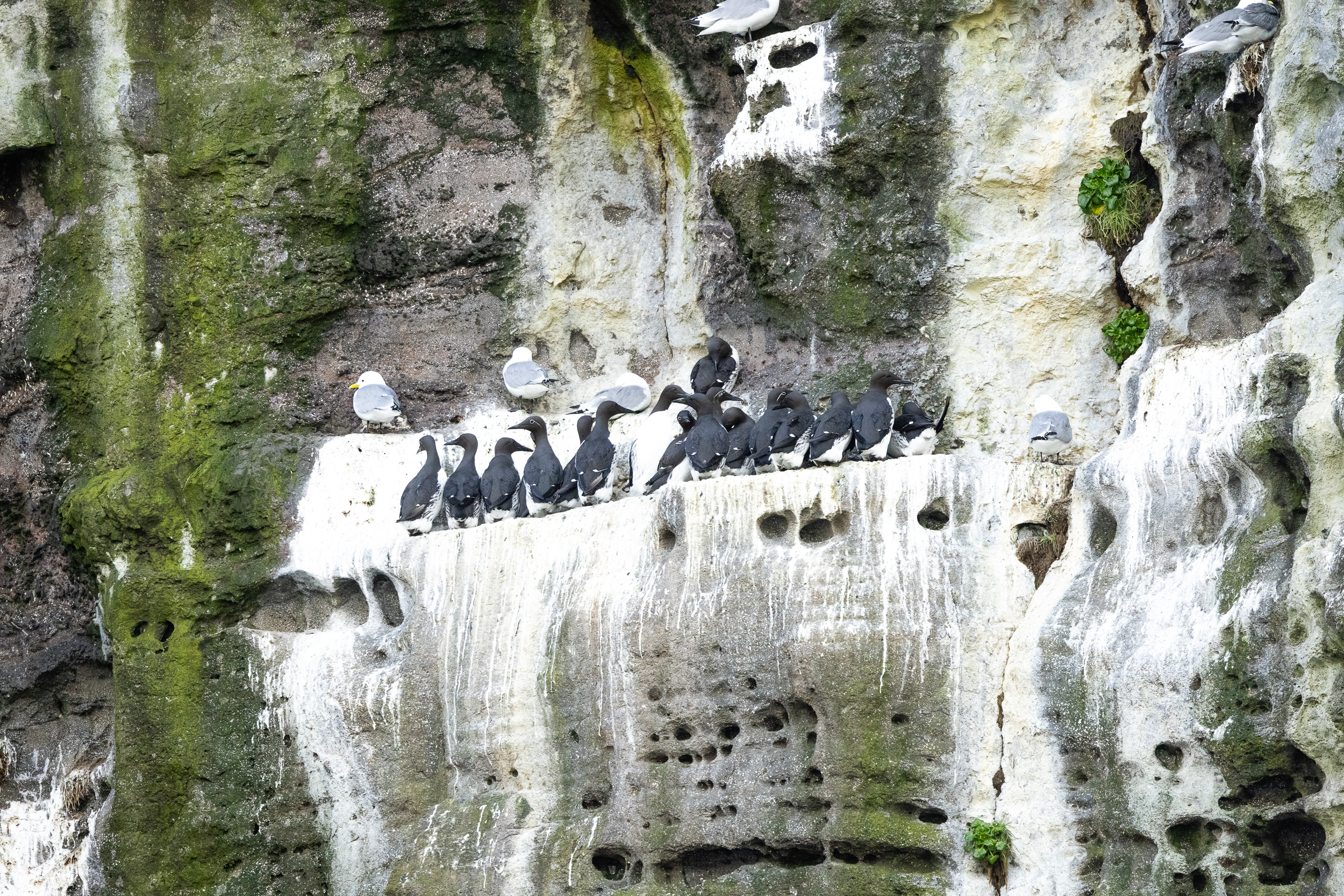 guillemots îles féroé