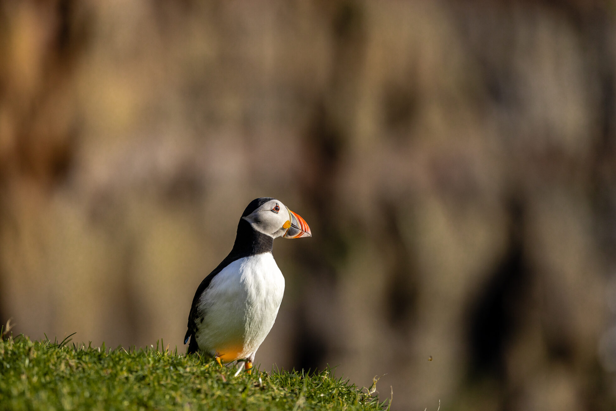observation macareux sur la côte sud en Islande