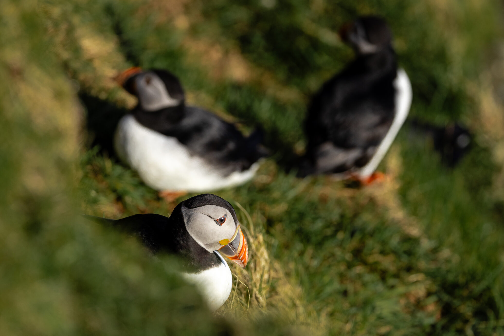 Visiter Reykjavik : que faire dans la capitale Islandaise ? 21 excursion macareux reykjavik
