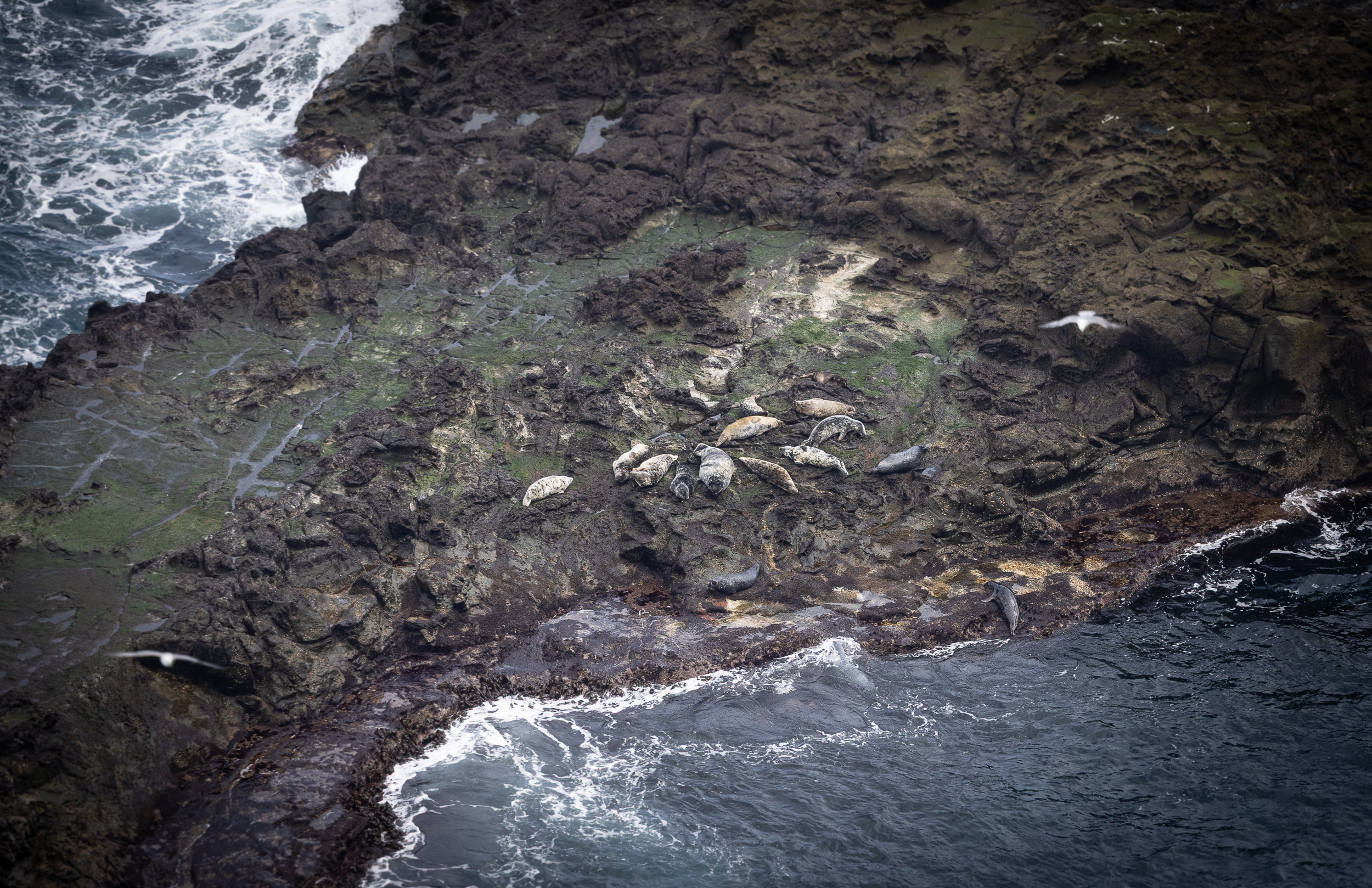 faune îles féroé