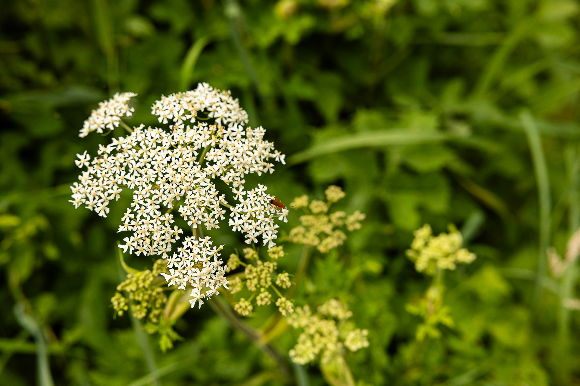 zeebruges 6296 - Les globe blogueurs - blog voyage nature