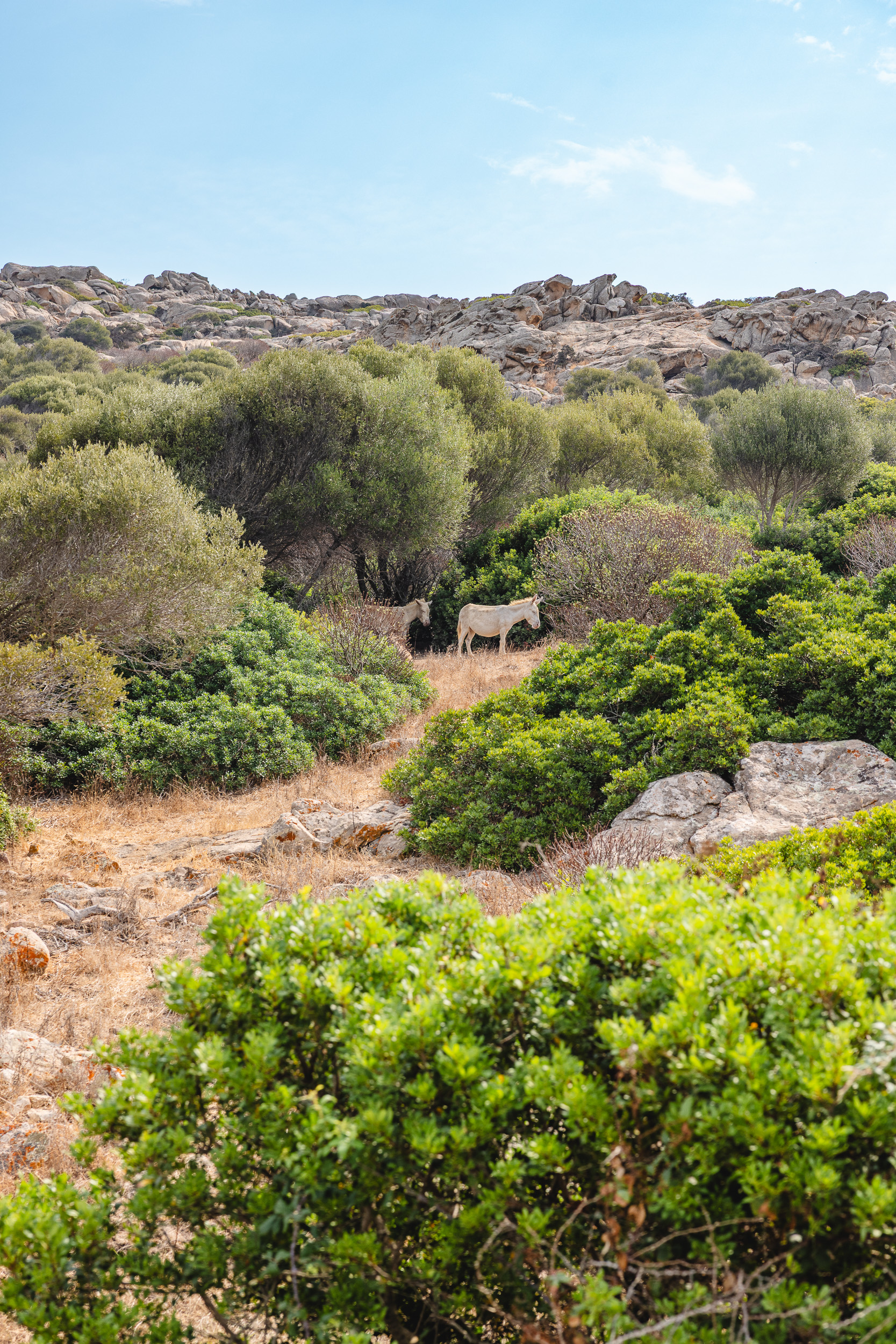 Visite du parc national de l'Asinara en Sardaigne, entre terre et mer 5 ane albinos asinara