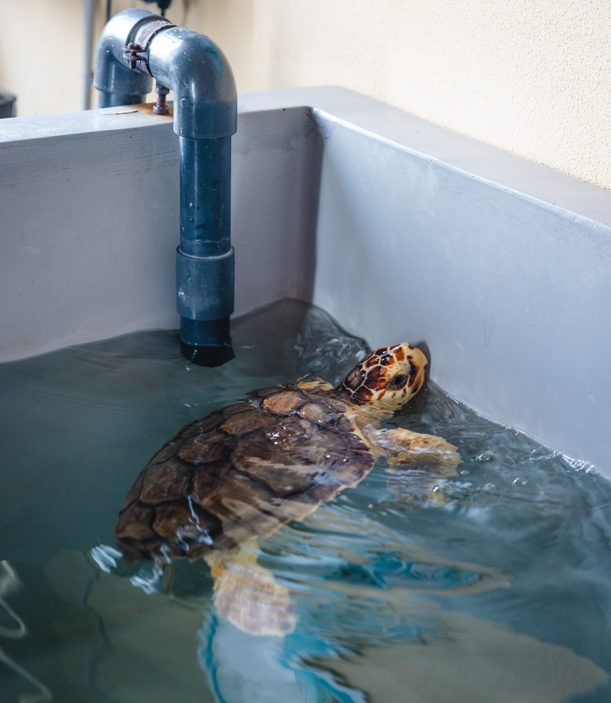 Visite du parc national de l'Asinara en Sardaigne, entre terre et mer 8 crama tortues asinara