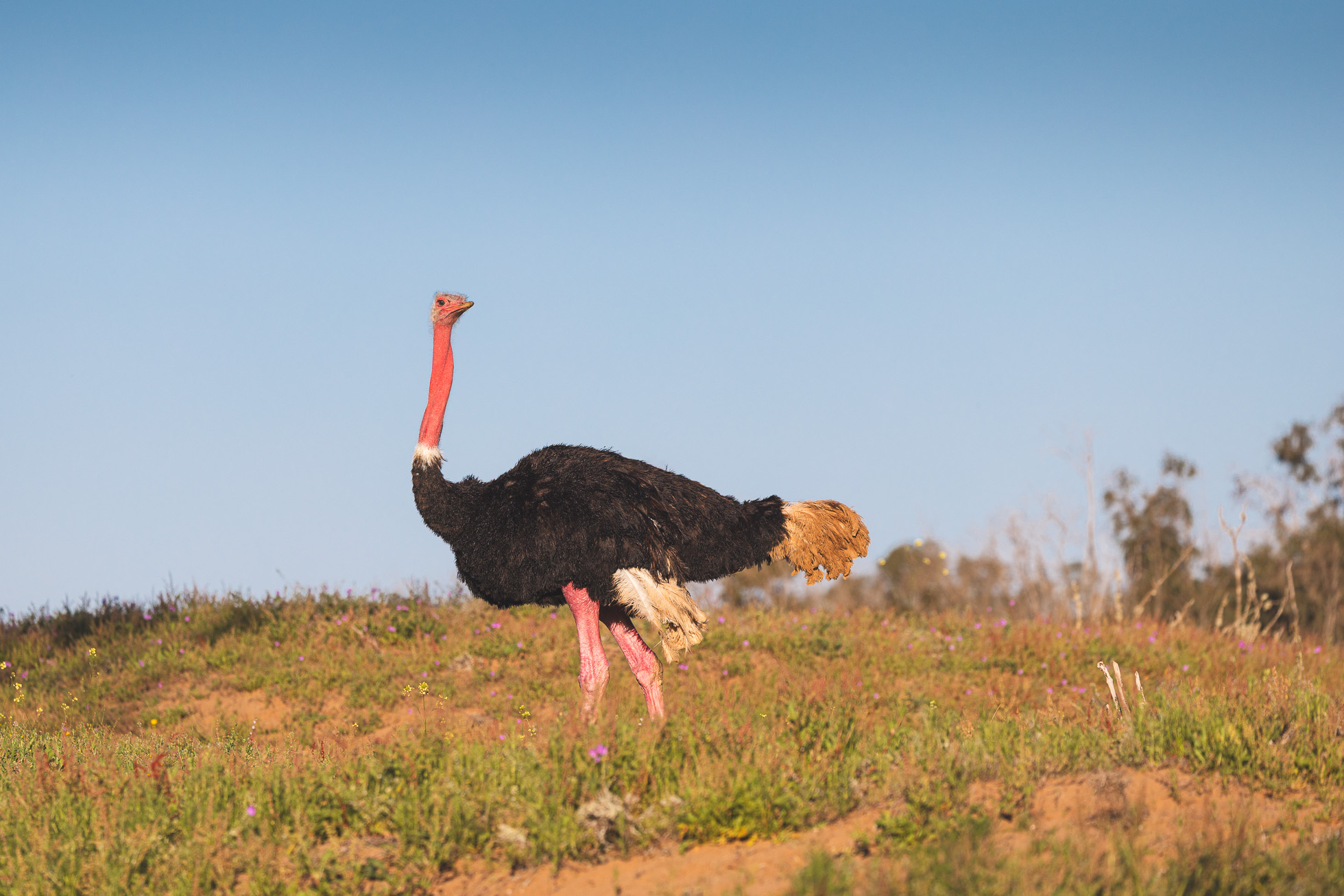 visite guidée agadir : parc national souss massa